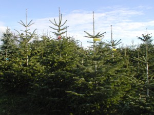 Weihnachtsbäume aus eigener Produktion